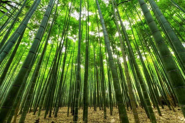 Tout savoir sur le bambou