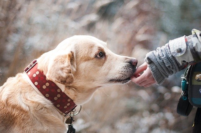Comment trouver un dog sitter qui vous convienne à vous et à votre animal ?