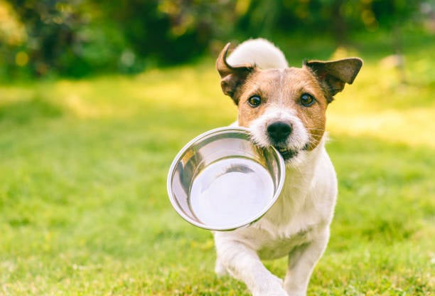 nutrition de votre chiot