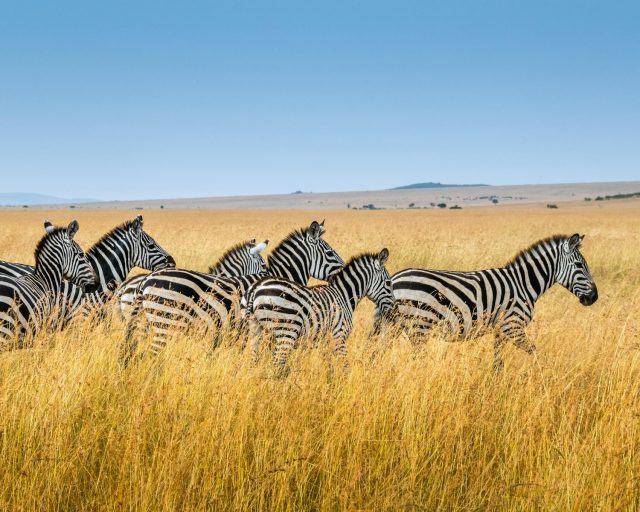 Comment le tourisme responsable en Afrique peut-il transformer les communautés et préserver la nature ?