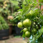 avantages d’un potager urbain