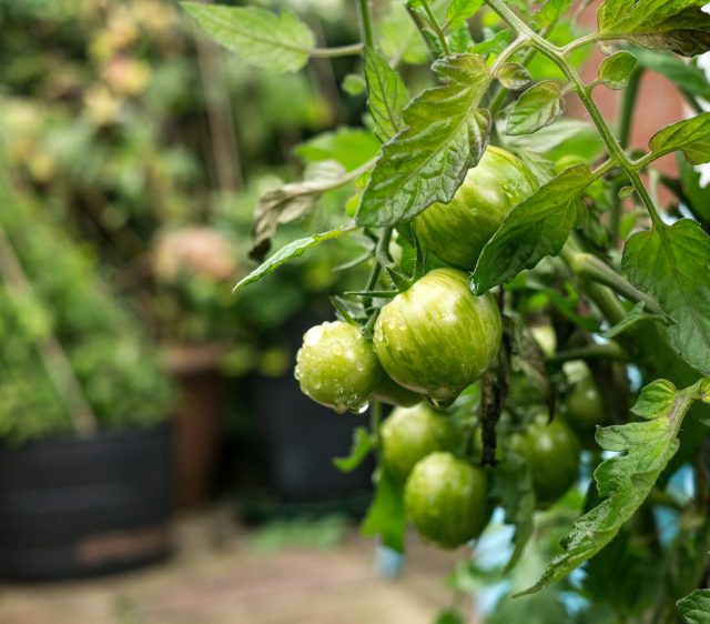 avantages d’un potager urbain