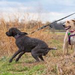 Chien noir et chien jaune en laisse, champ, eau, personne en vert