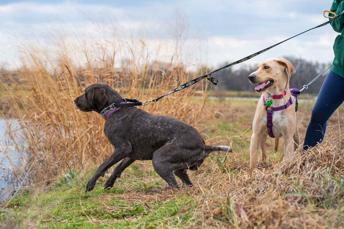 Camper avec son chien à Dourdan : laisse et distances à respecter